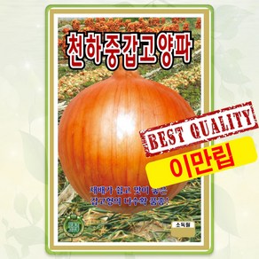 양파 씨앗 20000립 천하중갑고 흰양파 종자 씨 봄 여름 가을 양파씨 KS, 1개