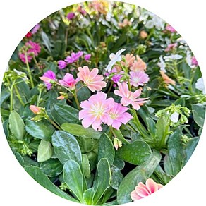 레위시아/lewisia cotyledon/한포기꽃/12cm포트화분/야생화/공기정화식물, 학쟈스민-소품, 1개