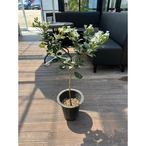 다정금 외목대 흰꽃 자스민향기 중대품 나무 꽃 스마일화훼유통, 1개, .