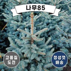 (나무85) 은청가문비 베이비블루 P9