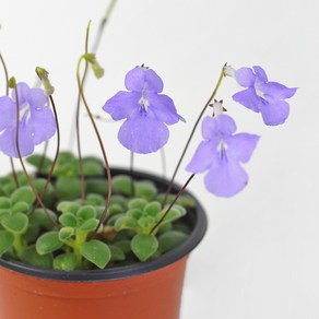 바위바이올렛 꽃모종 야생화 공기정화식물 삭소롬 마이플랜트, 소품, 1개, 단품없음