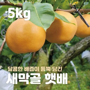 [새막골] 5kg 특품 선물용 프리미엄 신고배 햇배 과즙 풍부 제수용, 1박스, 5kg(7~8과)