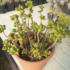 [수암다육] 대품 송록 단품 Sedum lucidum 'Obesum' 다육 다육이 다육식물 국민다육