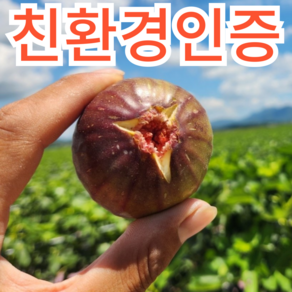 홍무화과 냉동홍무화과 냉동무화과 친환경 무농약 gap 인증 친환경인증농산물 달달구리 고당도, 1박스, 냉동 800g 반손질홍무화과