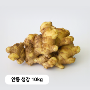 [안동농협] 24년 국내산 안동 흙생강, 1개, 10kg