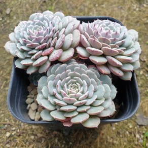 [수암다육] 엘리제 랜덤발송 Echeveria sp. 랜덤발송 다육 다육이 다육식물 666