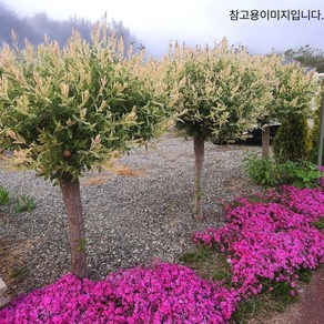 목하원예조경 화이트핑크셀릭스 삼색버드나무R3점전후, 1개
