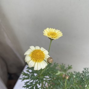 [다온야생화] C5667 목마가렛 (노랑) (완성분) (13cm) [동일품], 1개, -