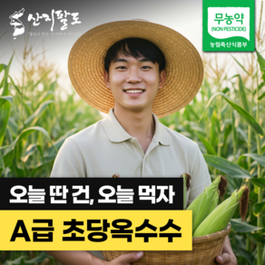 [산지팔도] 대한민국 초당 옥수수 고당도 단맛 품종 옥수수 19브릭스 이상 100% 품질보증, 1박스, 중품 (9cm 이상) / 5개입