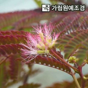 자엽자귀나무 자엽자귀 활엽수 가림원예조경, 자엽자귀 썸머초콜릿 C2화분, 1개