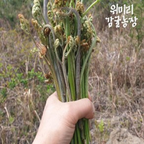 위미리감귤농장 제주 첫물 건고사리 300g 200g 100g, 1박스, 건고사리100g