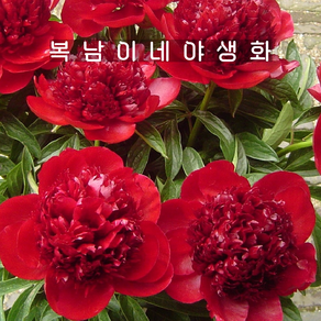 겹작약 레드참 3촉이상 [1뿌리 복남이네야생화 피오니 peony]