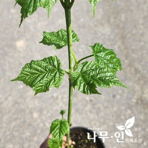 [나무인] 벌나무 2개 산청목 포트묘