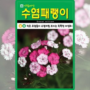 아람종묘 수염패랭이 씨앗 1000립 패랭이꽃씨 야생화 종자, 1개