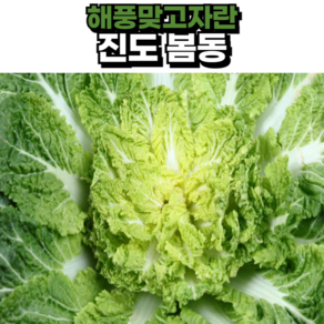 (해풍맞고자란) 제철출고 전라도 진도 해남 봄동배추, 1박스, 2kg