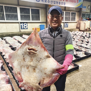 산지직송 프리미엄 국산 목포 흑산도 저온숙성 암수 삭힌 홍어 애 회 삼합 500g 1kg, 흑산도 홍어 1kg(+홍어애 증정, 중간 삭힘), 1개