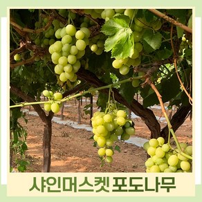 청포도(샤인머스켓) 접목1년 뿌리묘(대목18808) 나무 묘목 (1주) 다승농원, 1개