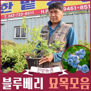 블루베리나무 묘목 6년생 5년생 4년생 3년생 2.5년생 뉴하노버 레카 듀크, 10년생, 1개, 블루레이