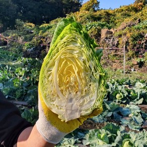 제주 산지직송 당도 UP! 고당도 고깔양배추, 4kg, 1박스