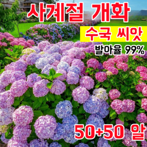 [발아율 높다] 사계절 개화 수국 씨앗 초장기 개화 대형 꽃다발 정원 베란다 초보자 친화적 재배, 100개