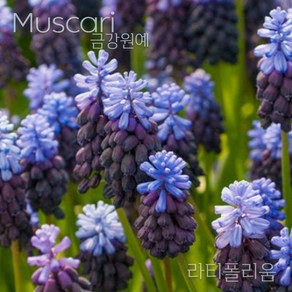 무스카리(Muscari )추식 구근 라티폴리움(1set-5구) 금강원예