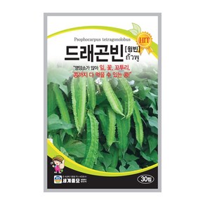 날개콩 씨앗 드래곤빈 30립 윙드빈 Winged bean 콩 텃밭가꾸기 채소키우기, 1개