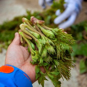 두릅 제철 땅두릅 참두릅 봄나물 산나물 하우스두릅, 1박스, 300g