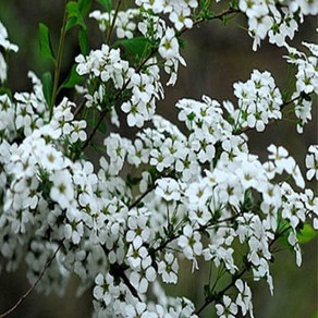 설류화나무 묘목 설유화 가는잎조팝나무 - 키80~100cm 개화주(분) 1개