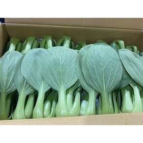 청해농산 국내산 청경채 2kg 4kg 당일경매, 1박스