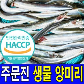 주문진 동해안 새벽에 조업한 싱싱한 생물 양미리 40마리 선주 직배송 HACCP해썹 인증업체에서 가공