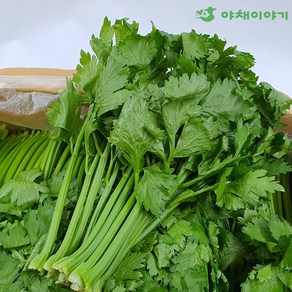 야채이야기 신선한 쌈샐러리 2kg (1.8-2kg), 1박스