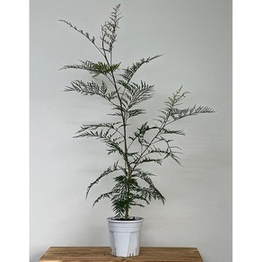 베하몰 실내 화초 그레빌리아(외목대) 약95cm, 1개