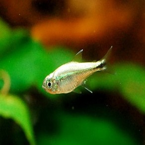 골든 리들레이 3cm ~ 5cm [10마리], 1개, 10g