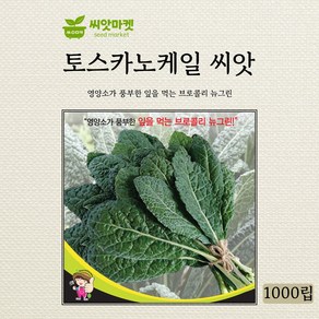 세계종묘 토스카노케일 씨앗 1000립, 1개