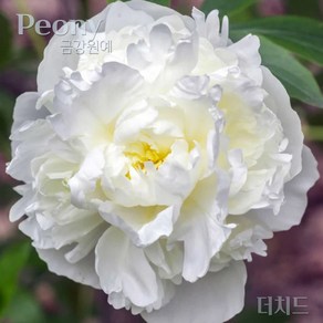 작약(Peony) 숙근 입고 더치드(2~3촉) 금강원예, 1개