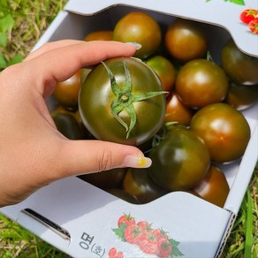 흑토마토 쿠마토 블랙토마토 흙토마토 검정토마토 못난이흑토마토 기스흑토마토 가정용흑토마토, 1박스, 흑토마토 1.5KG(대)