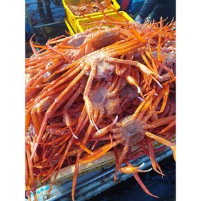 국내산 홍게 3kg 쿠팡 오픈 기념 자숙비 배송료 무료, 3kg(10미 내외), 1박스