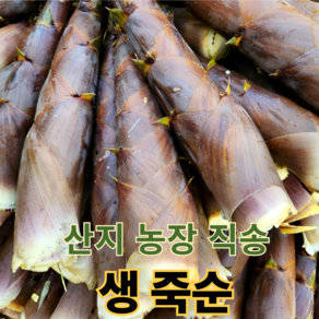 [산지직송] 25년 생 죽순 초신선 국산, 1박스, 5kg