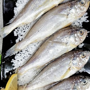 [살살녹는] 국내산 조기 밥반찬 실속조기 냉동 가정용 식당용, 1박스, 살살녹는 조기 3kg(50미 내외)
