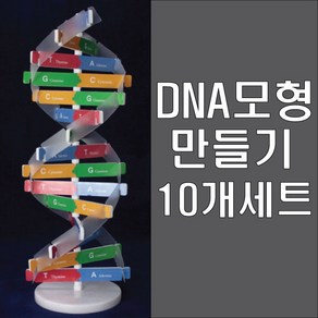 마루 DNA모형 만들기