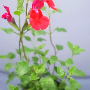체리세이지 10cm 포트화분 허브모종 조경허브 허브키우기, 1개