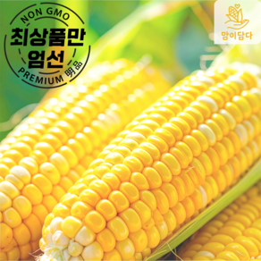 [맘이담다] 국산 초당옥수수 아삭달콤 초고당도 산지직송 우리가족 건강먹거리 재구매율 1위, 1개, 중품 10개입