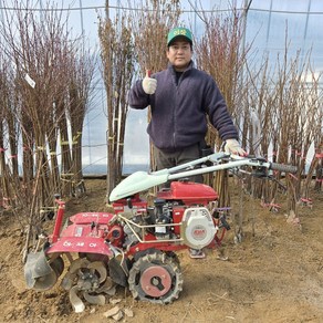 호두나무 묘목 신품종 왜성호두나무 특묘, 신품종 왜성 호두나무 묘목 특묘, 1개