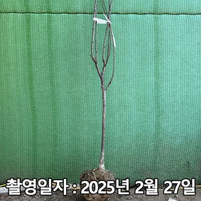 착한가격 나무생각 / 자두나무 / 왕자두 / 3년생 / 결실주, 1개