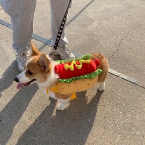 웰시코기옷 코스튬 귀여운옷 고양이, M 가슴둘레50 4.5~7kg 권장, 1개