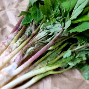 [산지직송] 봄나물 국내산 땅두릅, 500g, 1개