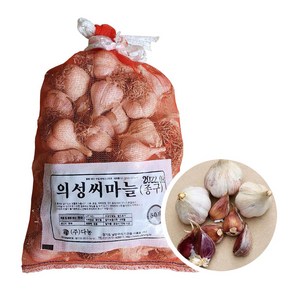 다농 씨마늘종구 50개 반접 1.5kg 의성토종 자연건조 종자용 햇마늘