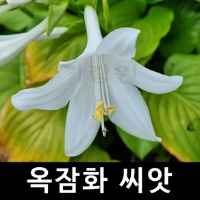 g옥잠화 씨앗 꽃씨 종자 야생화 야생초 채소 야채 20알, 1개