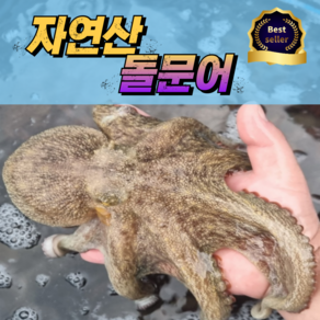 [프리미엄] 100% 자연산 활 문어 제수용, 1박스, 돌문어 1kg