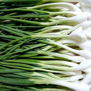 [하나로농수산] 국내산 깐쪽파 주문시 작업 300g 500g 1kg, 1개